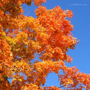 IMG_4948 Orange Leaves Blue Sky.JPG